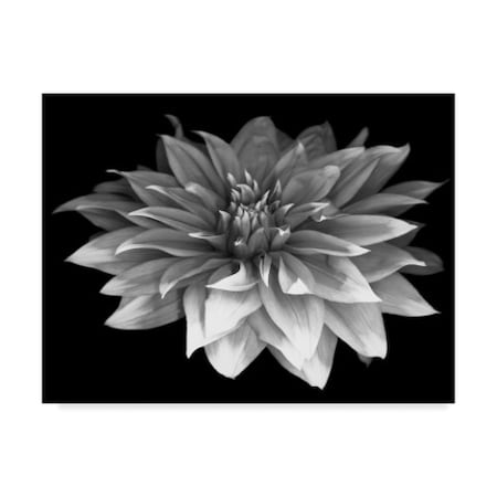 Susan S. Barmon 'Perfect Dahlia 1 Black And White' Canvas Art,14x19